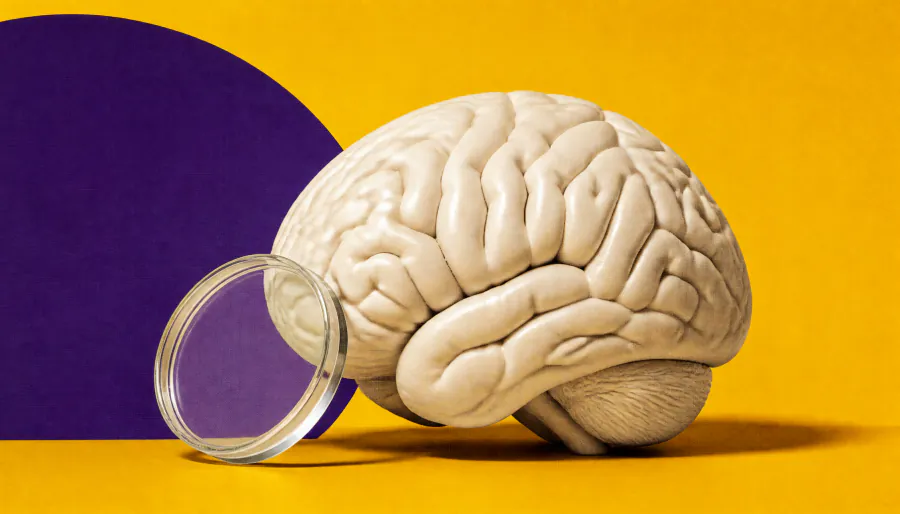 The immune cells secretly running your nervous system