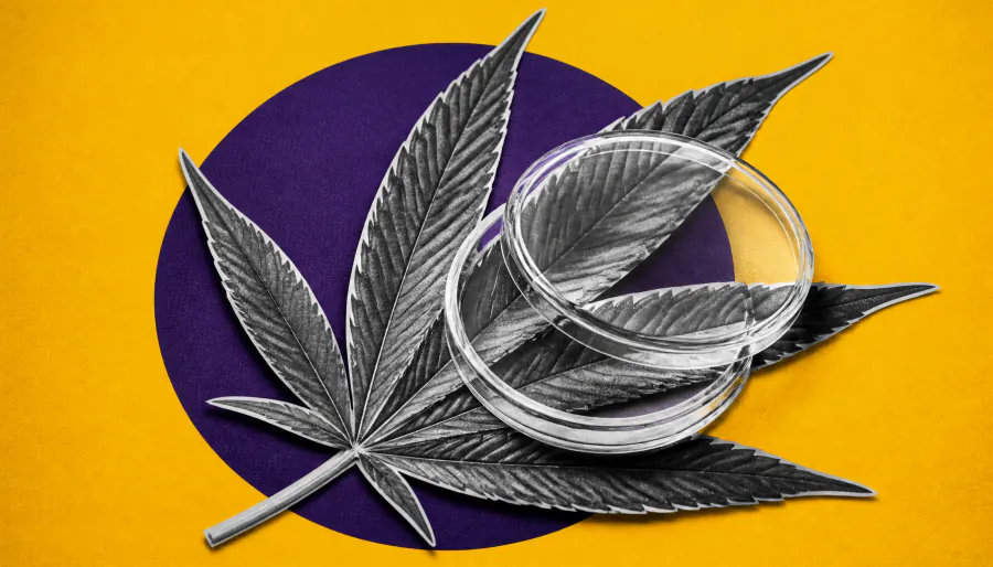 Cannabis leaves harbor rare compounds with untapped biomedical potential