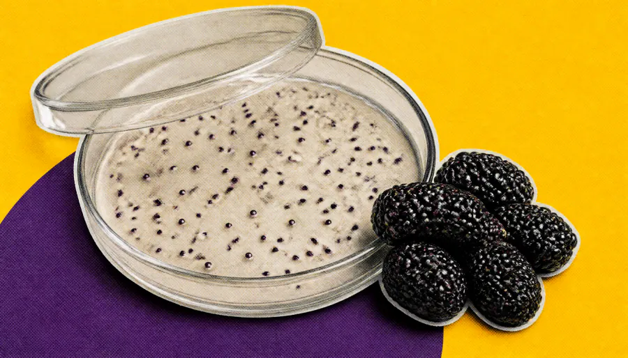 Could mulberry be the next gut health superfood? Here's what the science says