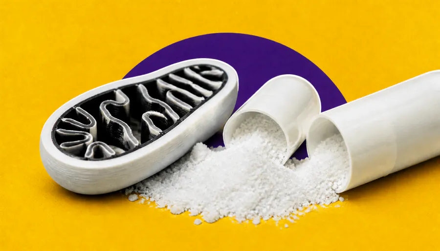 Leucine supercharges your cells' energy factories — and may hold clues for cancer and metabolic disease