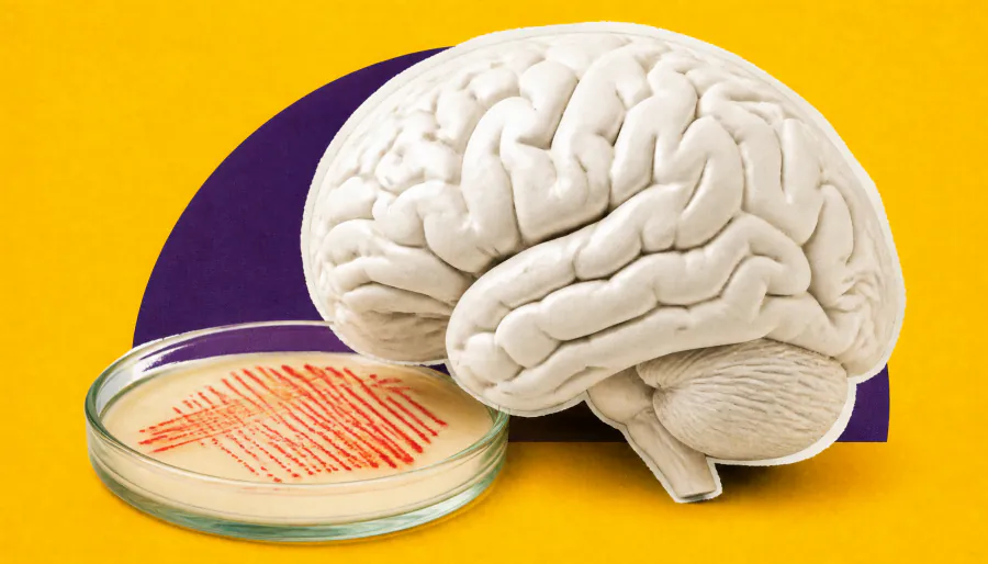 Gut bacteria compound linked to faster Alzheimer's progression and cognitive decline