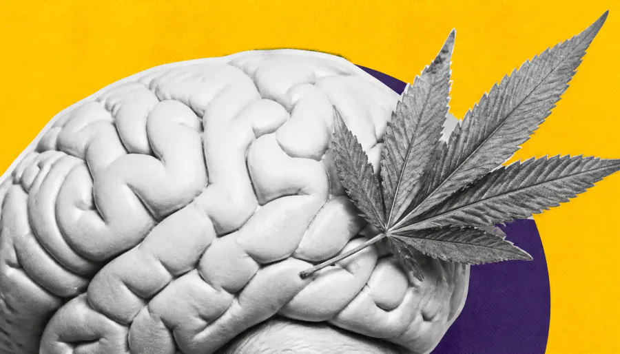 Scientists crack the brain circuit behind cannabis-induced anxiety