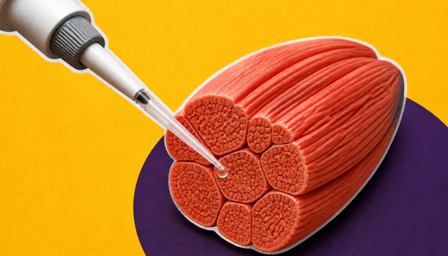 Meet LMOD1: the protein that could hold the key to muscle regeneration