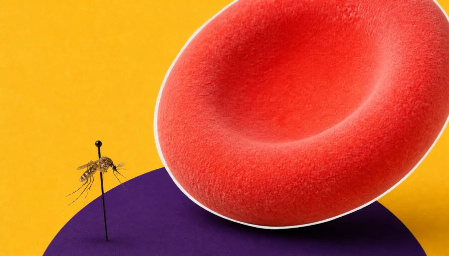 Sickle cell trait doesn't just protect you — it changes which malaria parasites can infect you