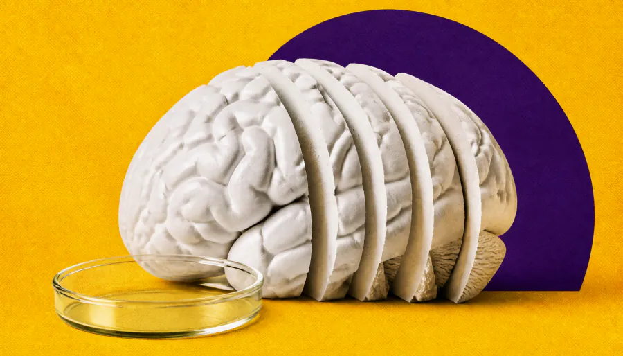 Scientists map 539 hidden chemical zones in the brain — and it could reshape how we understand neurological disease