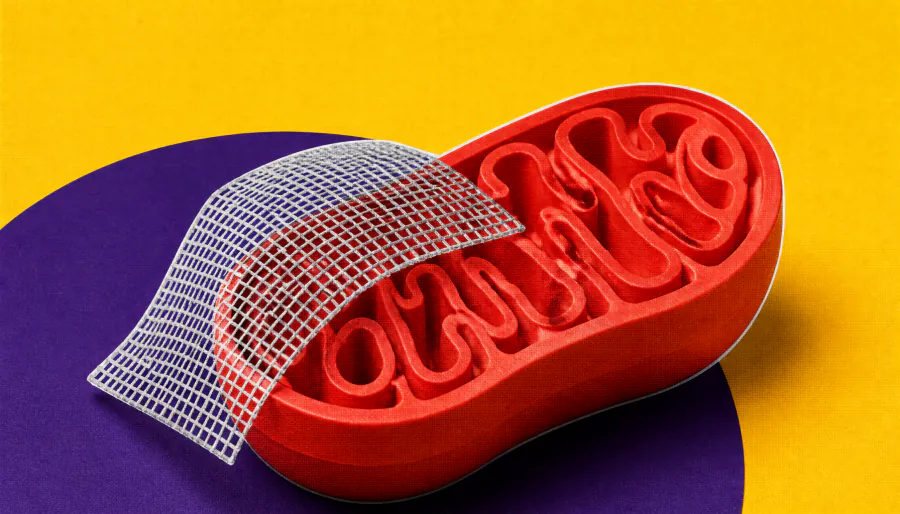Scientists coat mitochondria with advanced materials — without breaking them