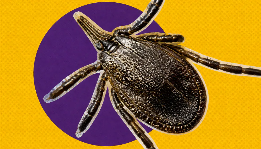 Your lifetime odds of getting Lyme disease may be higher than you think