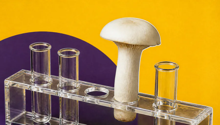 Mystery mushroom behind "tiny human" hallucinations identified — and it's unlike any known psychedelic