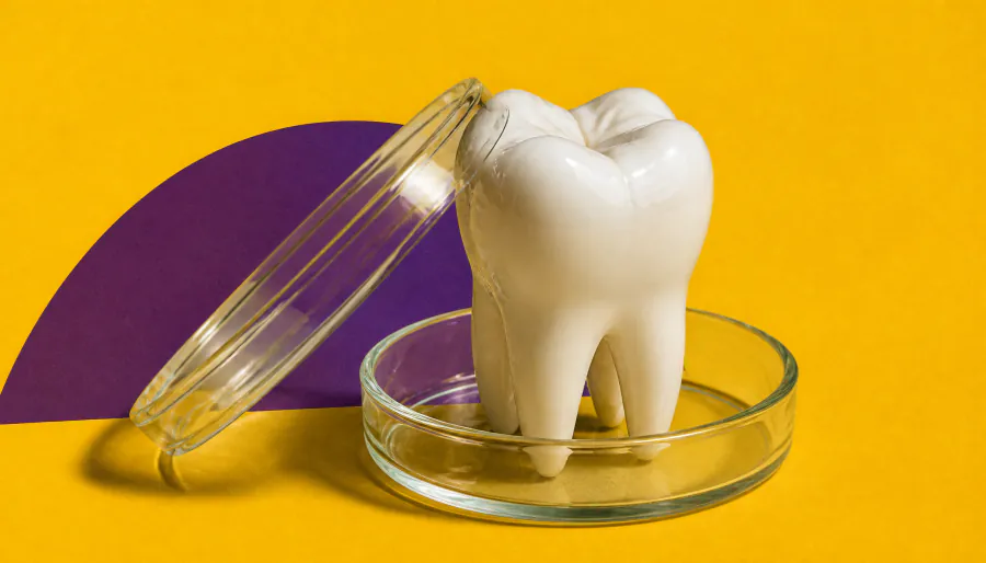 One gene, many teeth: How C2CD3 shapes dental development — and evolution