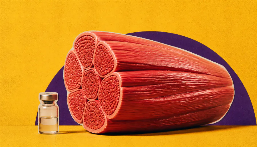 Why aging muscles trade strength for survival — and how scientists may reverse it