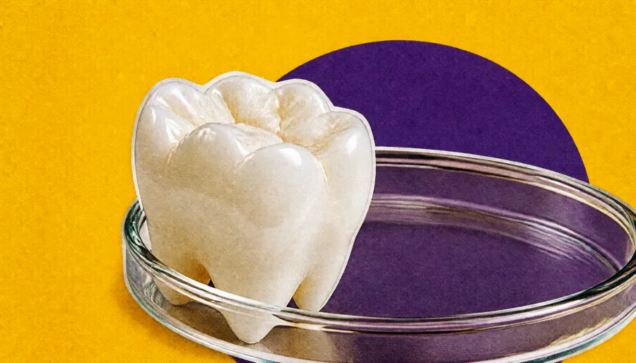 New molecular pathway could unlock treatments for delayed tooth eruption and bone disorders
