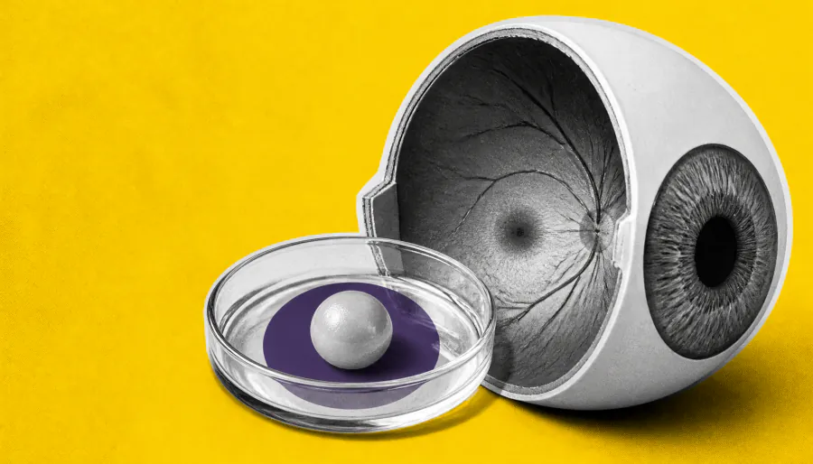 Vitamin A and thyroid hormones team up to build our sharpest vision — and it's rewriting 30 years of science